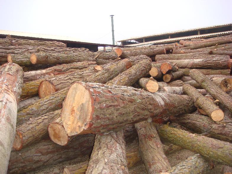 Cây thông là gì ? Nguồn gốc và đặc tính sinh thái Cây gỗ thông?